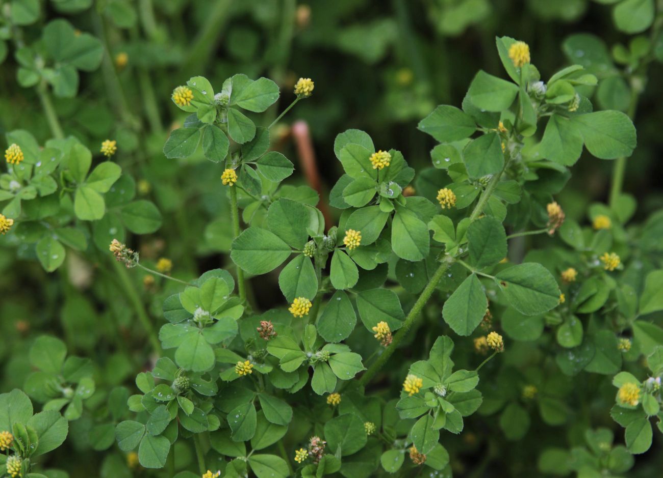 Image of Medicago lupulina specimen.