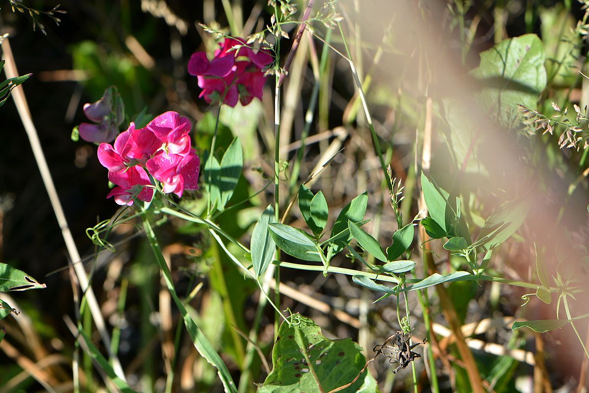 Изображение особи Lathyrus tuberosus.