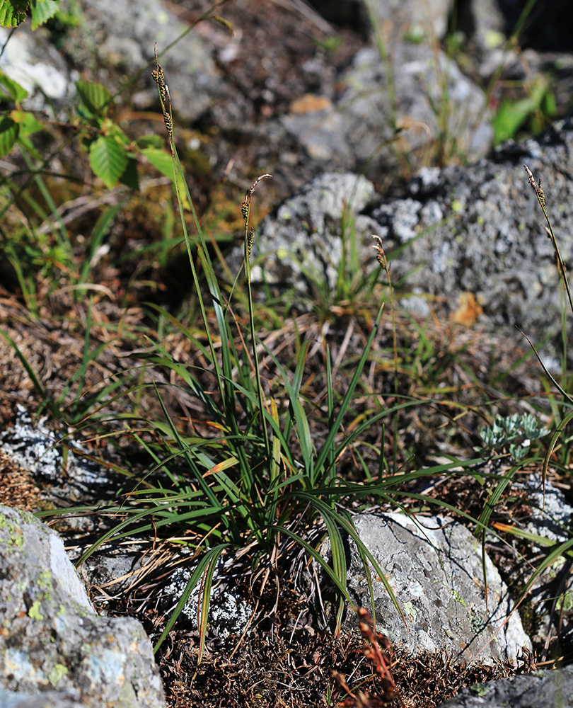 Изображение особи Carex rigidioides.