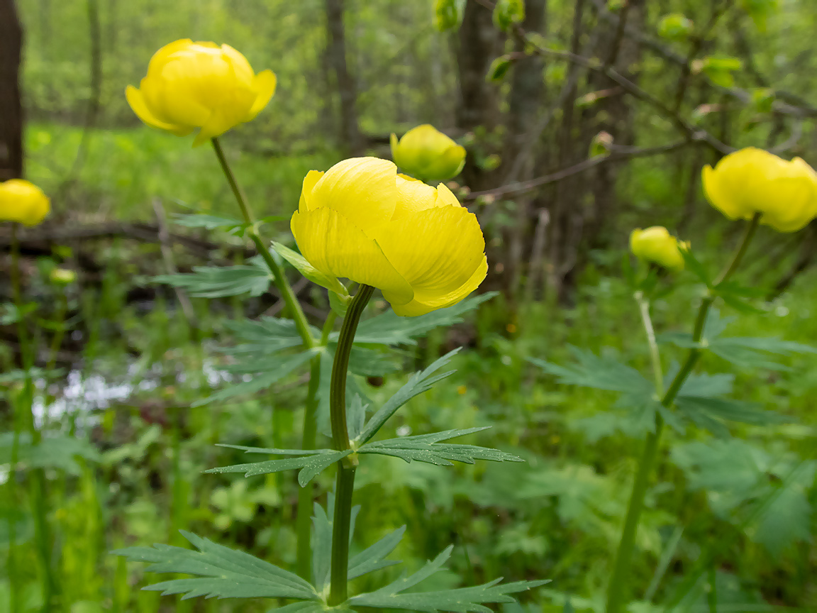 Изображение особи Trollius europaeus.