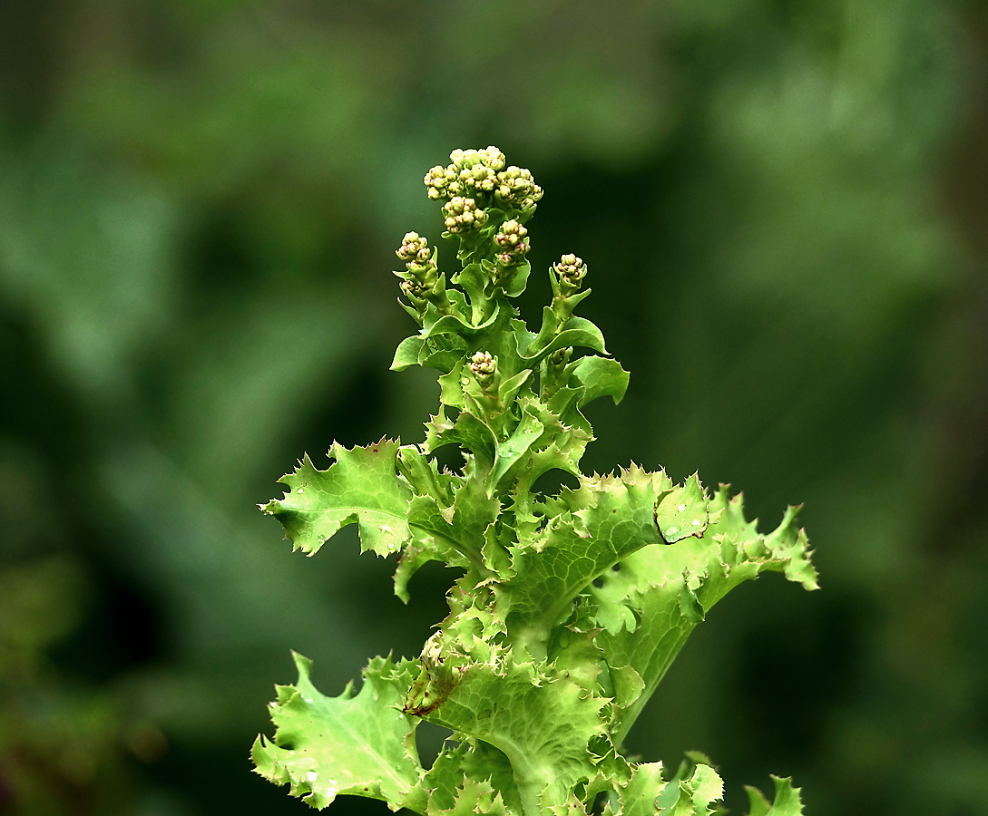 Изображение особи Lactuca sativa.