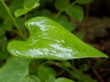 Maianthemum bifolium. Лист, мокрый от дождя. Тверская обл., Кимрский р-н, окр. дер. Гомоново, опушка соснового леса. 06.06.2020.