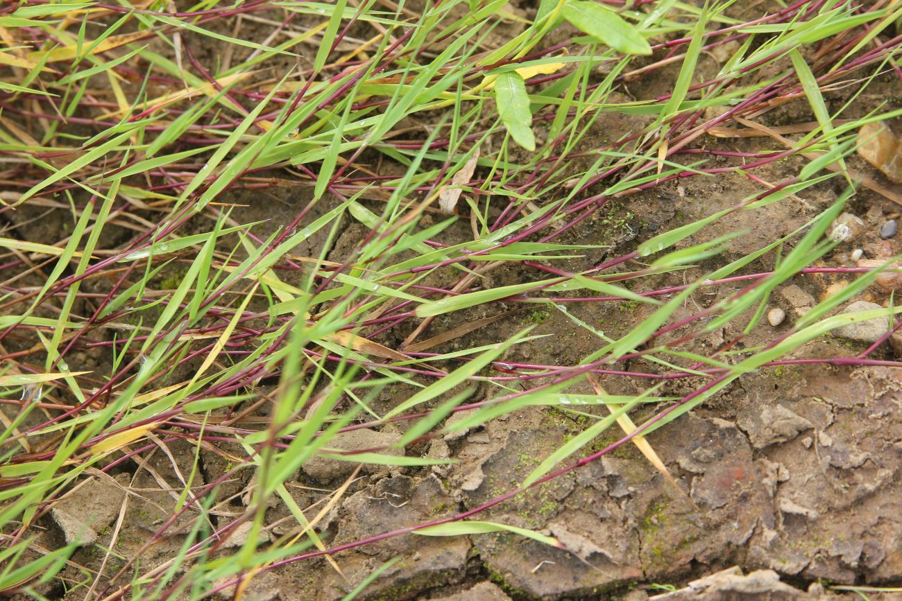 Изображение особи Agrostis stolonifera.