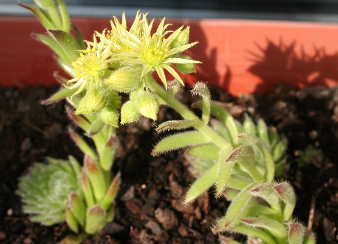 Изображение особи Sempervivum ciliosum.