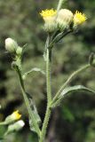 Erigeron khorassanicus. Часть соцветия. Узбекистан, Ташкентская обл., зап. отроги Чаткальского хр., окр. кишлака Учтерак, левый склон р. Галвасай. 25.06.2013.