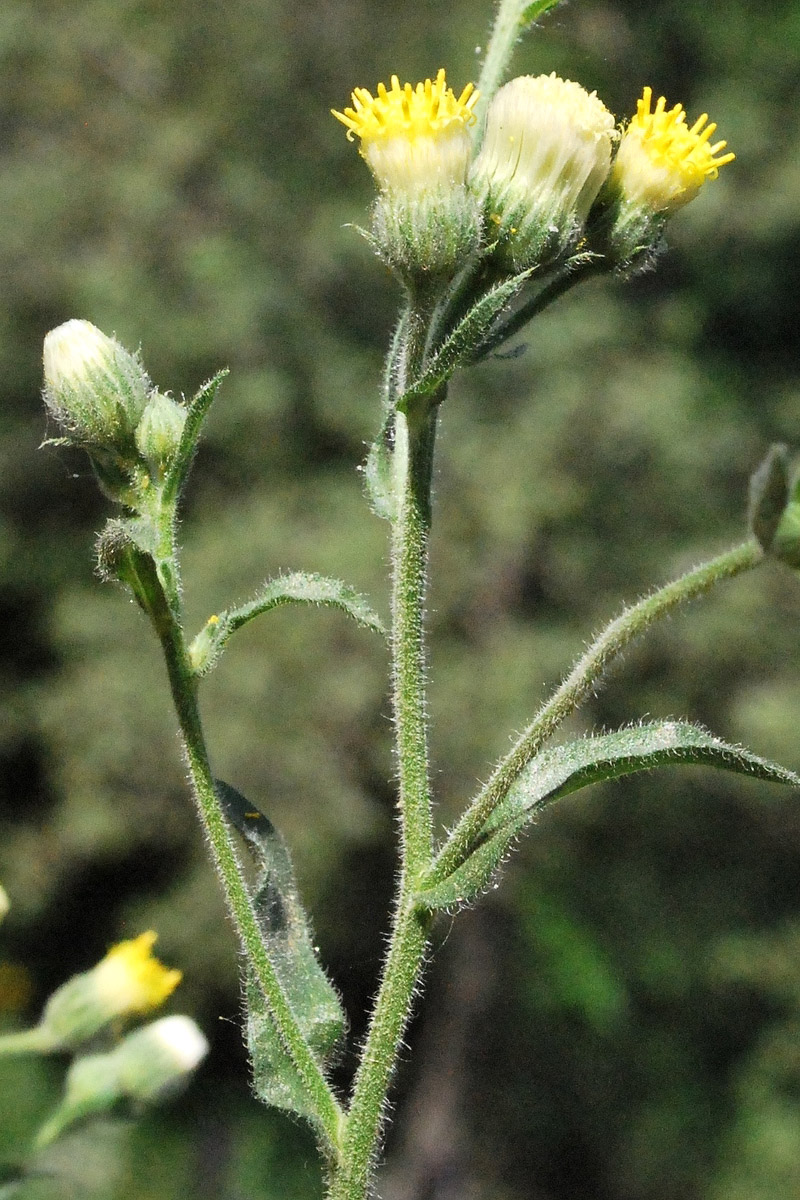 Image of Erigeron khorassanicus specimen.