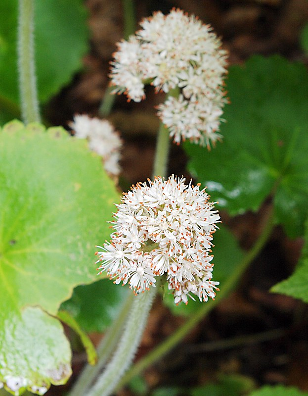 Изображение особи Micranthes manchuriensis.