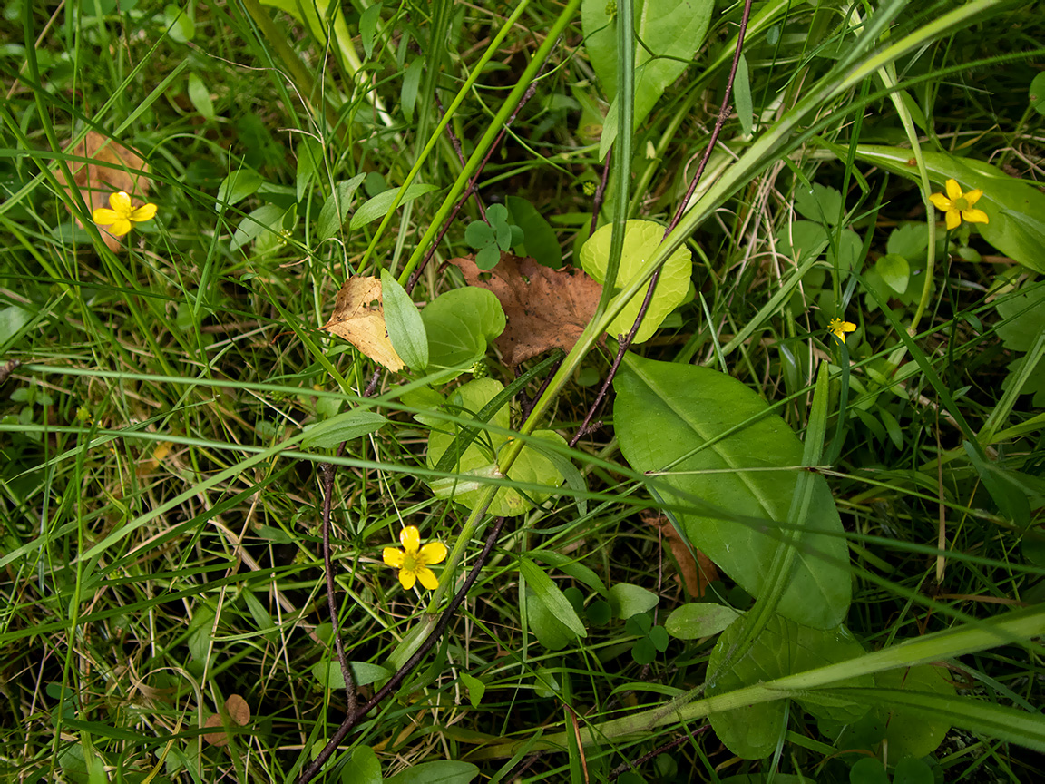 Image of Ranunculus flammula specimen.