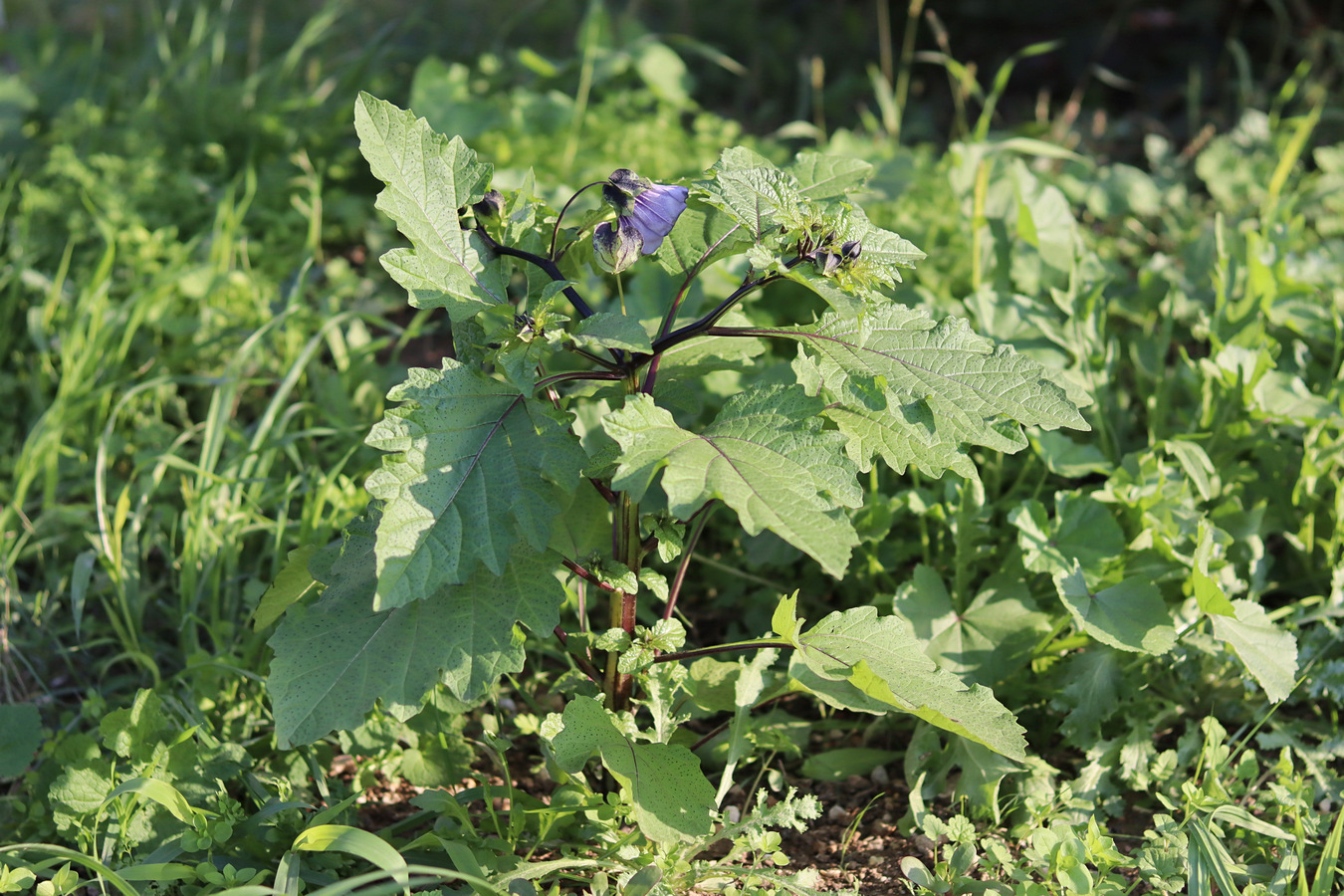 Image of Nicandra physalodes specimen.