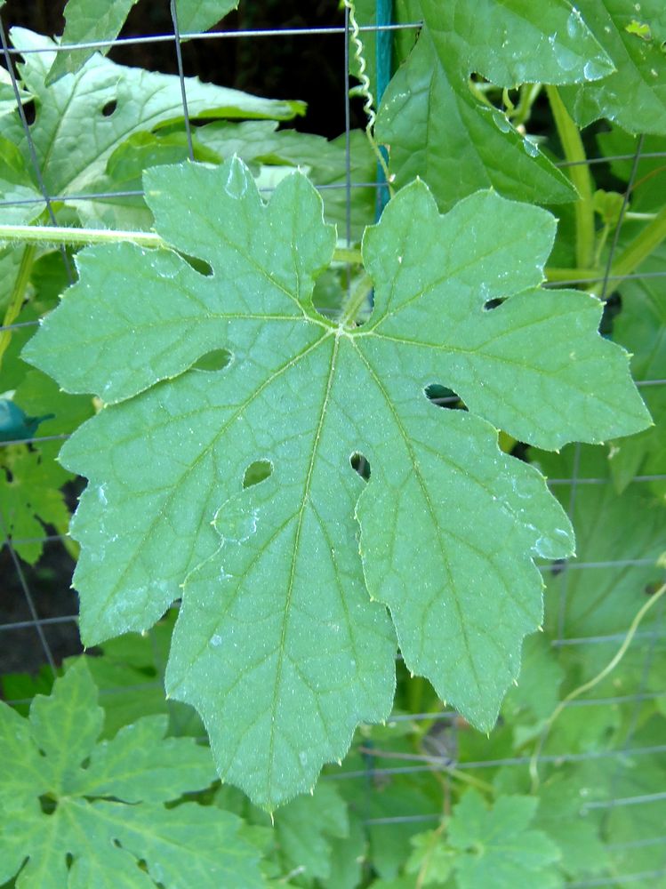 Image of Momordica charantia specimen.