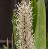 Sansevieria liberica. Верхушка соцветия. Израиль, Шарон, г. Тель-Авив, ботанический сад университета. 15.01.2020.