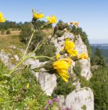 Hieracium hypoglaucum. Верхушка растения с соцветиями. Адыгея, Кавказский биосферный заповедник, хр. Каменное Море, ≈ 2000 м н.у.м., поросшие субальпийскими луговыми растениями скалы. 31.08.2019.