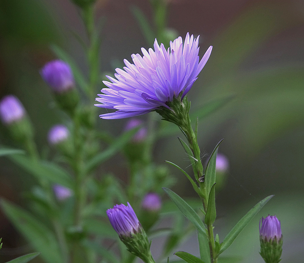 Изображение особи Symphyotrichum &times; versicolor.