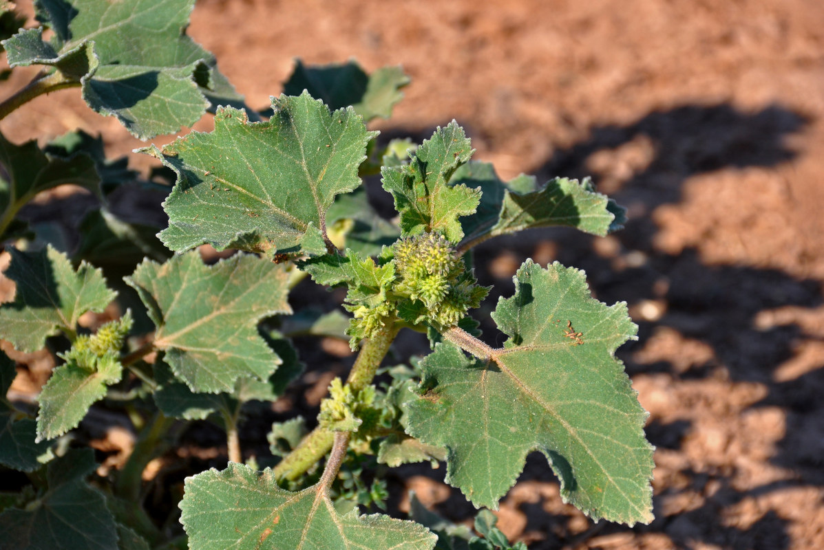 Image of Xanthium orientale specimen.