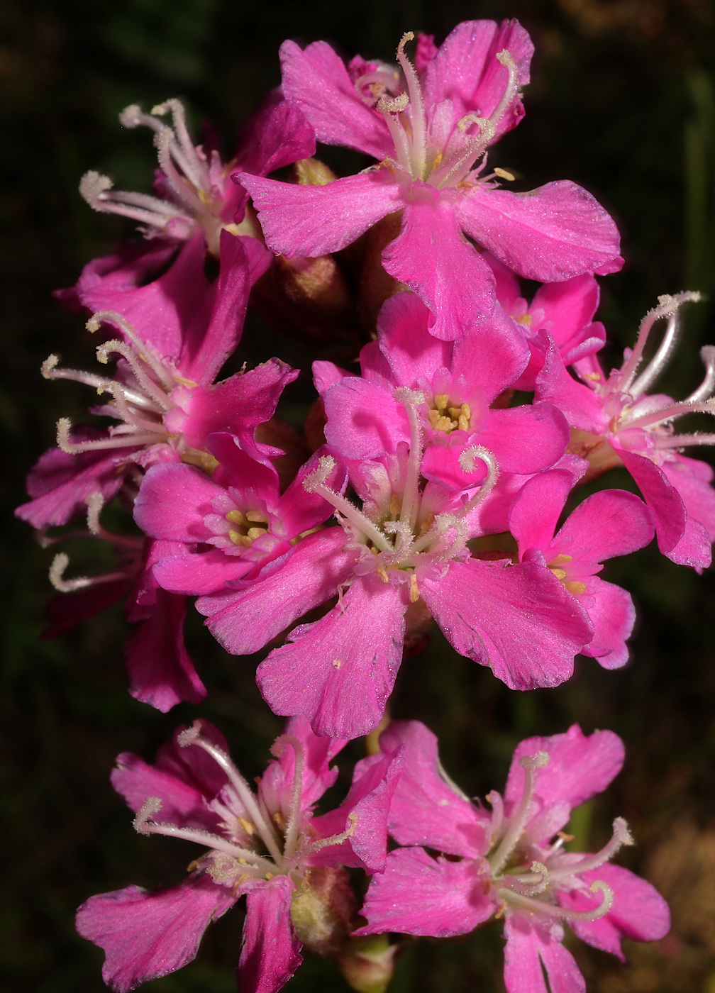 Image of Viscaria vulgaris specimen.