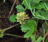 Caltha palustris