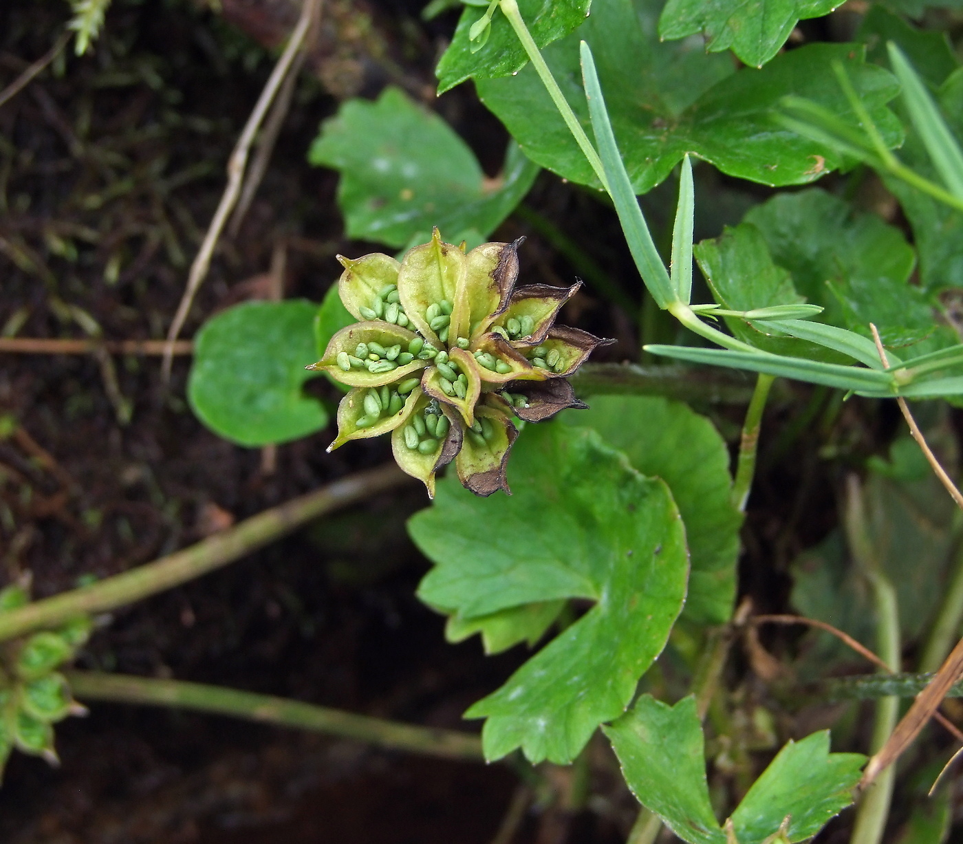 Изображение особи Caltha palustris.