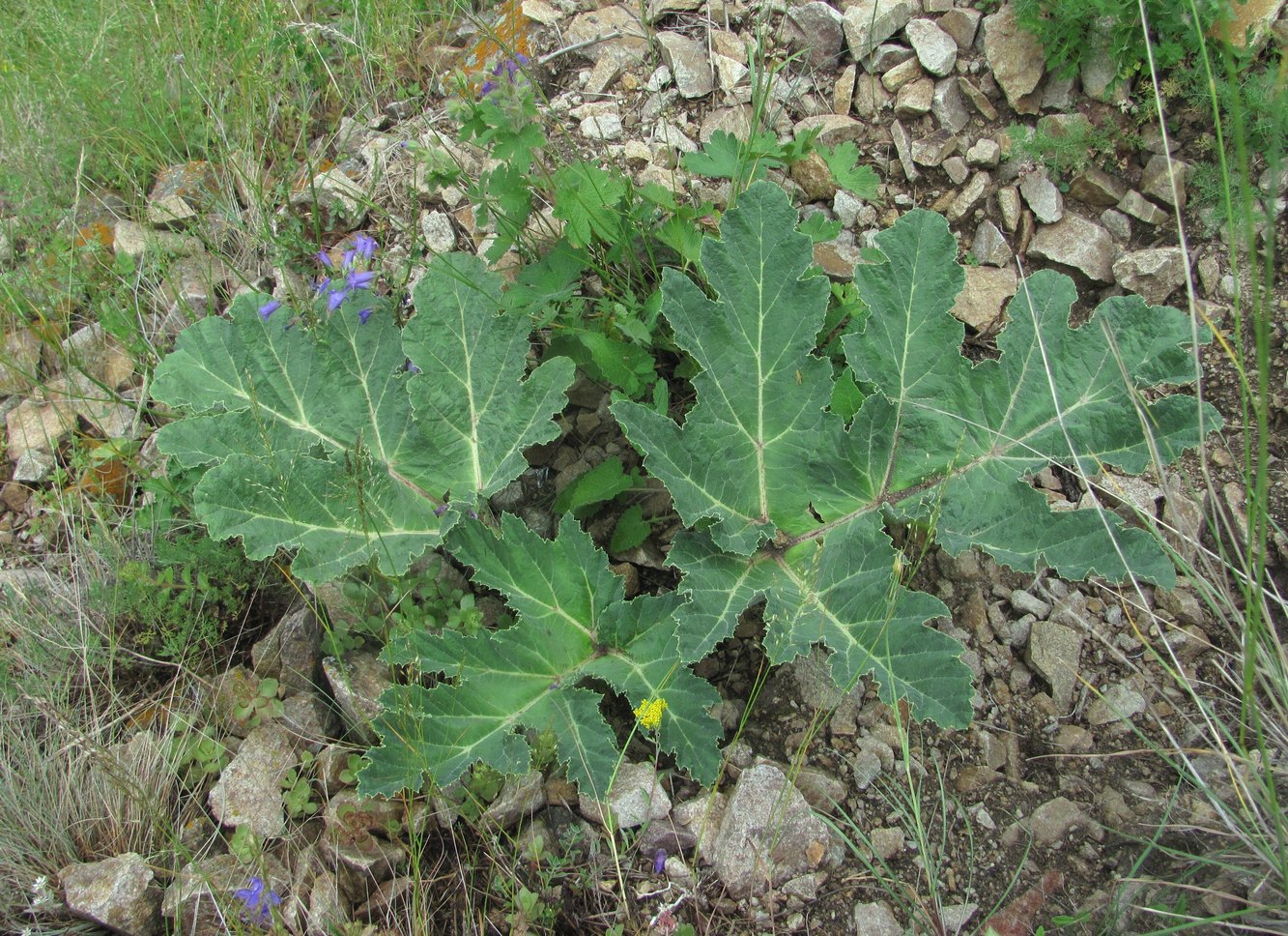 Изображение особи Heracleum leskovii.