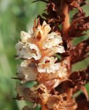 Orobanche alba. Верхушка соцветия. Краснодарский край, окр. г. Тихорецк, суходольный луг. 02.06.2019.