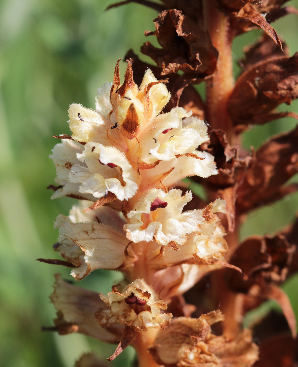 Image of Orobanche alba specimen.