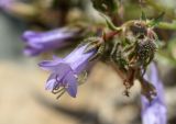 Campanula praealta