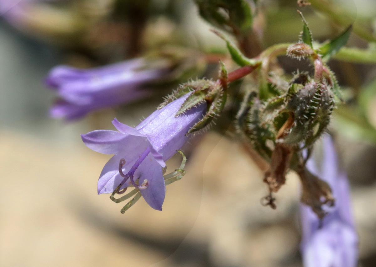 Изображение особи Campanula praealta.