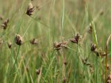 Bolboschoenus maritimus