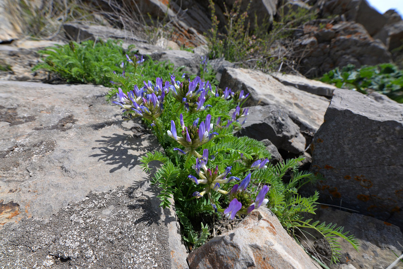 Image of Astragalus masenderanus specimen.
