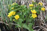 Caltha palustris