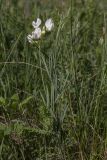 Lathyrus pallescens