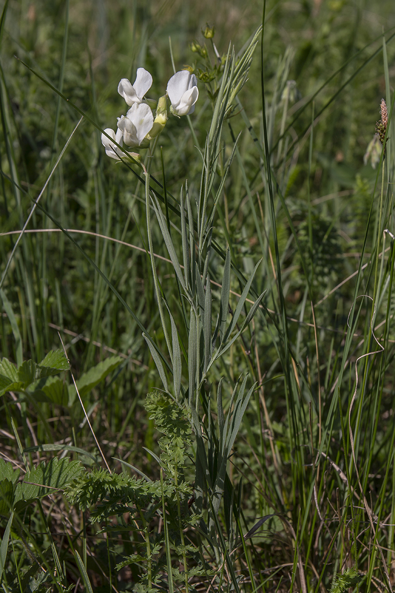 Изображение особи Lathyrus pallescens.