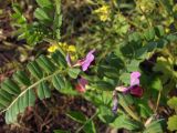 Vicia sativa