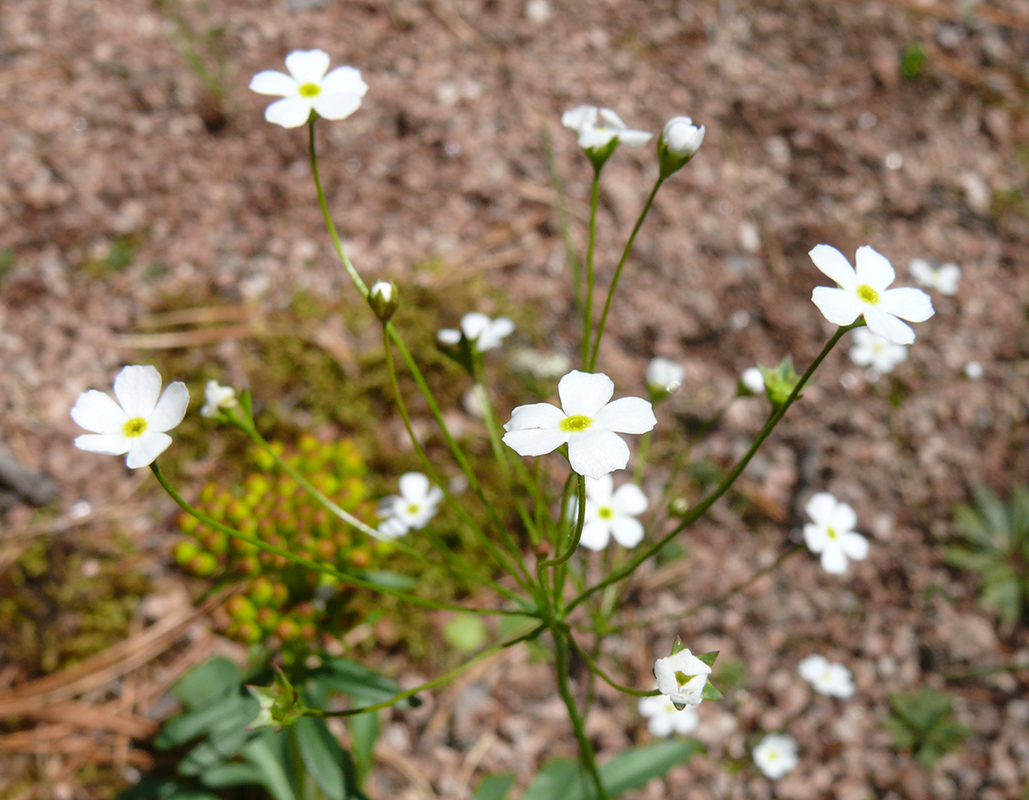 Image of Androsace septentrionalis specimen.