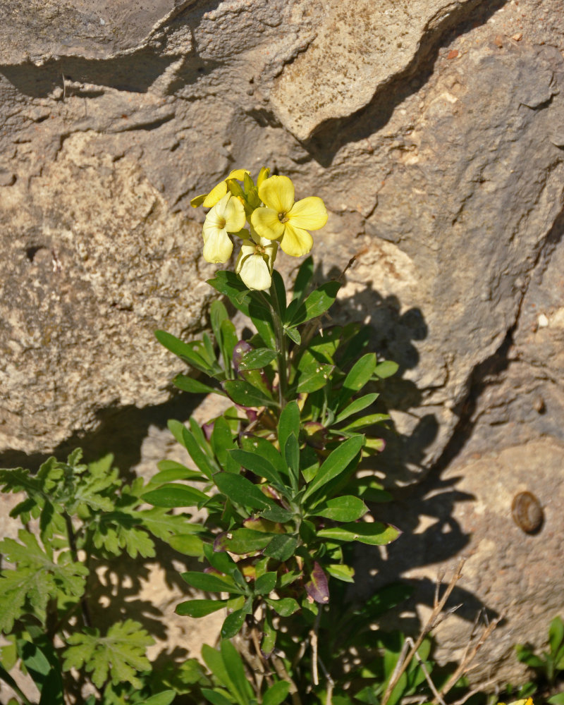 Image of Cheiranthus cheiri specimen.