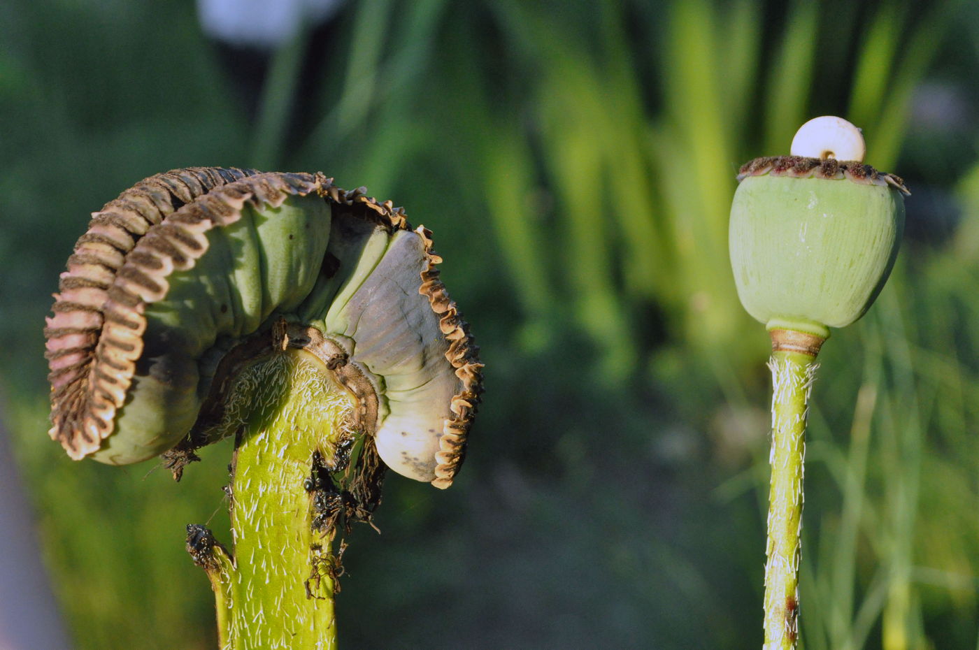 Изображение особи Papaver setiferum.