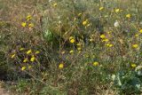 Crepis foetida