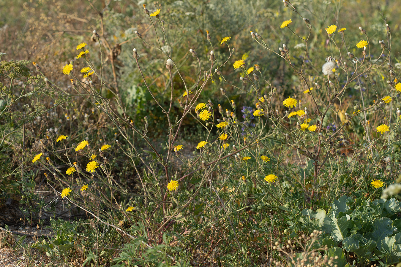 Изображение особи Crepis foetida.