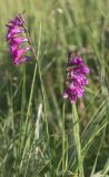 Gladiolus tenuis