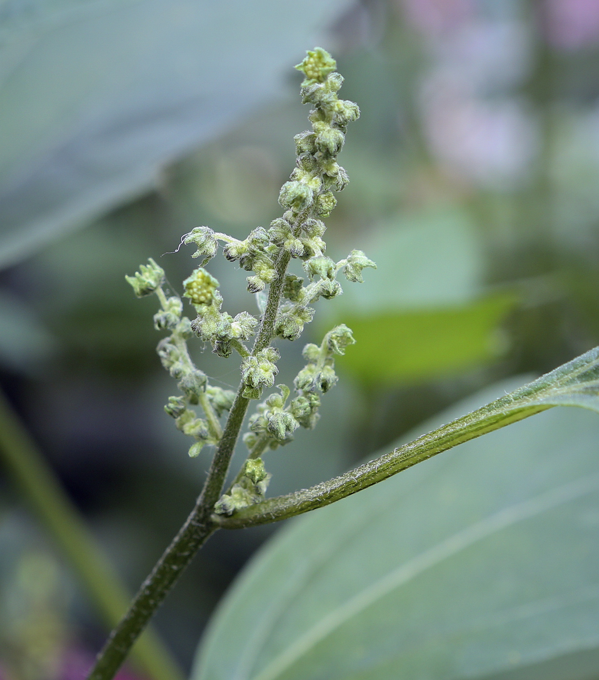 Изображение особи Cyclachaena xanthiifolia.
