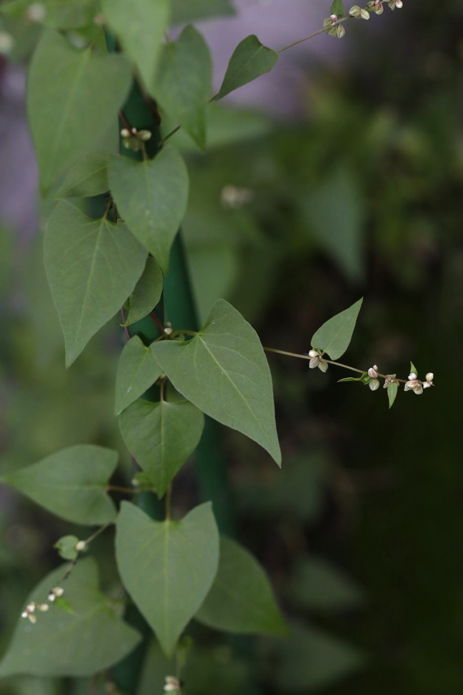 Изображение особи Fallopia convolvulus.