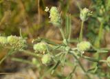 Plantago arenaria