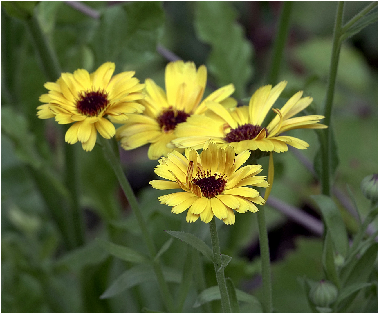 Изображение особи Calendula officinalis.