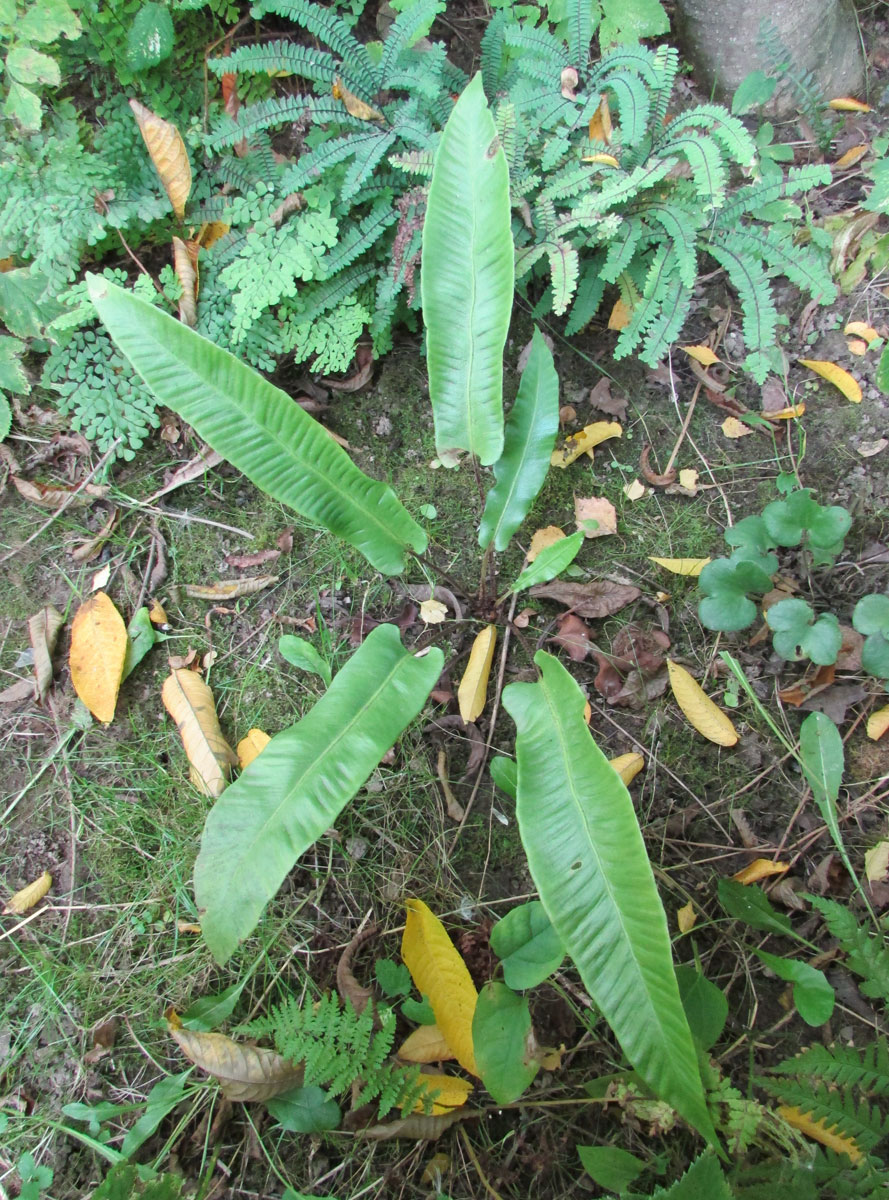 Image of Phyllitis japonica specimen.