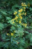 Solidago virgaurea