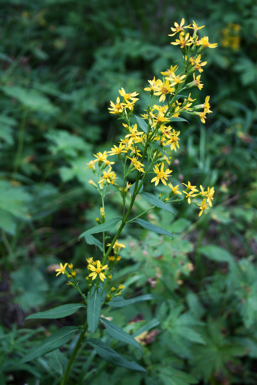 Image of Solidago virgaurea specimen.