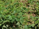 Heracleum sibiricum