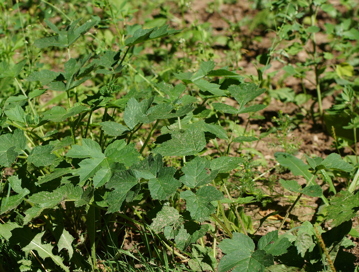 Изображение особи Heracleum sibiricum.