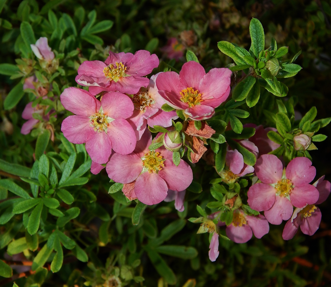 Изображение особи Dasiphora fruticosa.