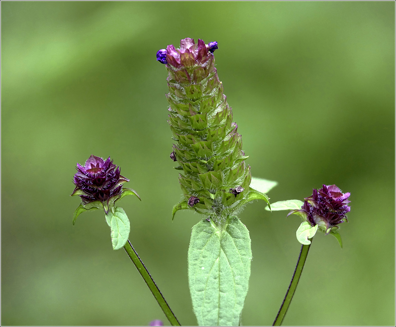 Image of Prunella vulgaris specimen.