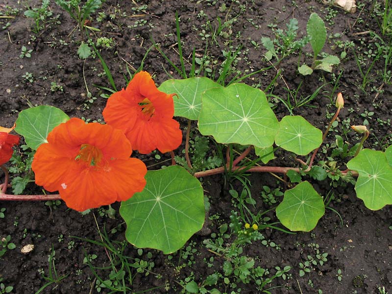 Image of Tropaeolum majus specimen.